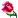 hoa hồng @};- @};-